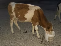 公牛, Swiss cattle — 照片 3