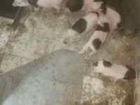 मादा सूअर, Вьетнамская вислобрюхая — फ़ोटो 4