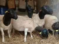 كبش, Dorper sheep — الصورة 4