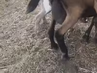母山羊, Czech Brown Shorthaired goats — 照片 2