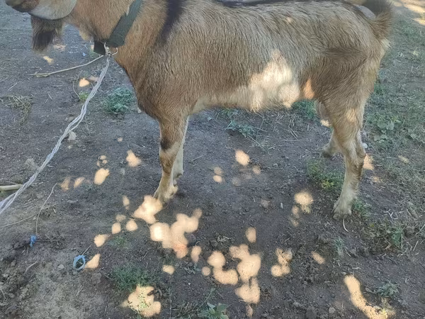 تيس, الماعز