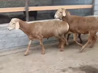 Carnero, Edilbay sheep — foto 3