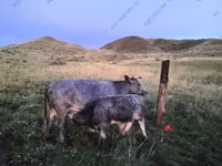 بقرة, Simmental cattle — الصورة 1