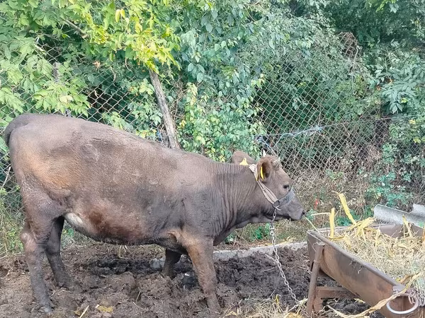 母牛, Cattle