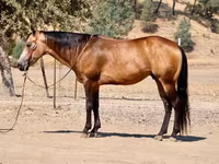 Hengst, Quarter Horse — Foto 1