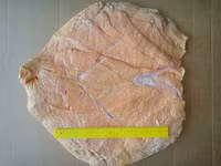 Вымя говяжье. — الصورة 2