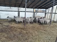 Ram, Romanov sheep — photo 2