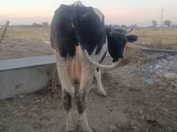 Cow, Holstein breed — photo 2