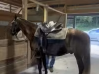 Caballo, Rocky Mountain Horse — foto 7