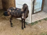 बकरी, Kamori goats — फ़ोटो 3