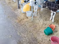 公牛, Holstein breed — 照片 1