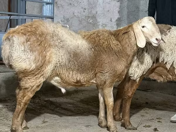 Ram, Sheep