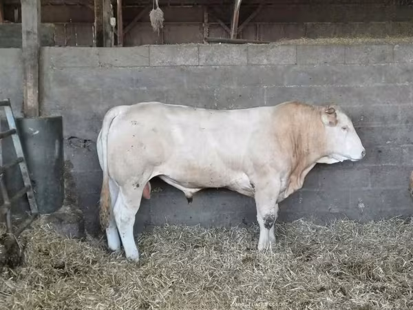 Bull, Cattle