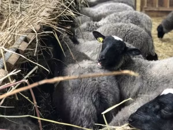 Ram, Sheep — Russia