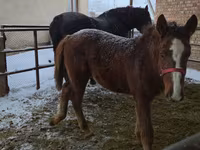 Mare, Horses — photo 1