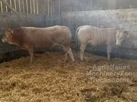 Bulle, Blonde d’Aquitane cattle — Foto 3