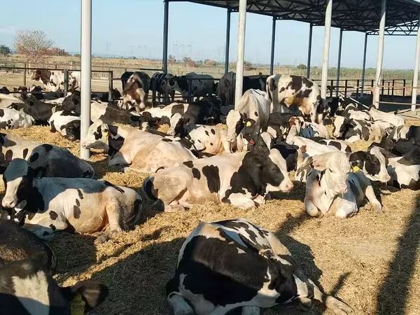 ხარი, Swiss cattle — რუსეთი