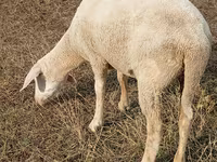 ცხვარი, Merino sheep — ფოტო 1