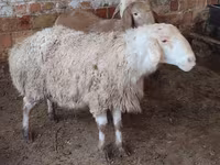 ცხვარი, West-Siberian mutton sheep — ფოტო 1