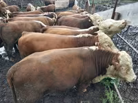 Toro, Vaca kazaja de cabeza blanca — foto 1