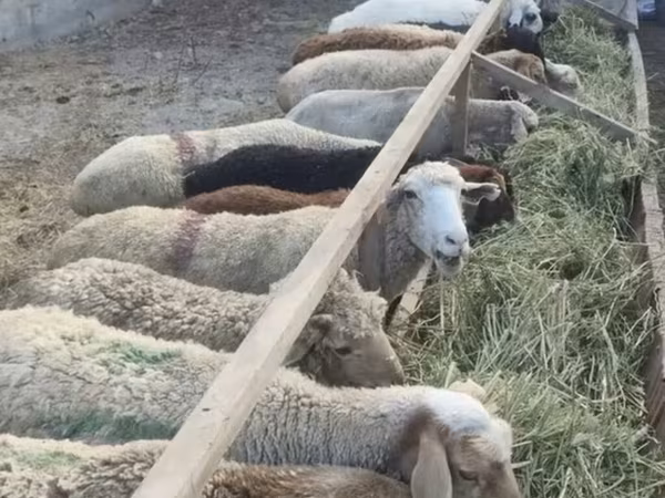 Oveja, Ovejas