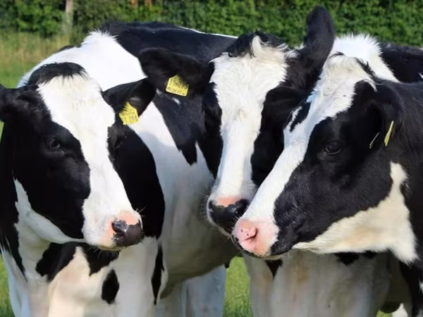 Kuh, Russian Black pied cattle