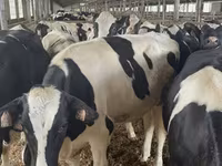 Vaca, Raza Holstein — foto 2