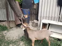 मेढ़ा, Edilbay sheep — फ़ोटो 2