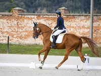 حصان, Friesian sport horse — الصورة 4