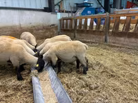 ცხვარი, White Suffolk sheep — ფოტო 2