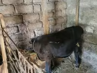 Toro, Ganado vacuno — foto 2