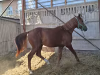 Hengst, Arabian horse — Foto 2