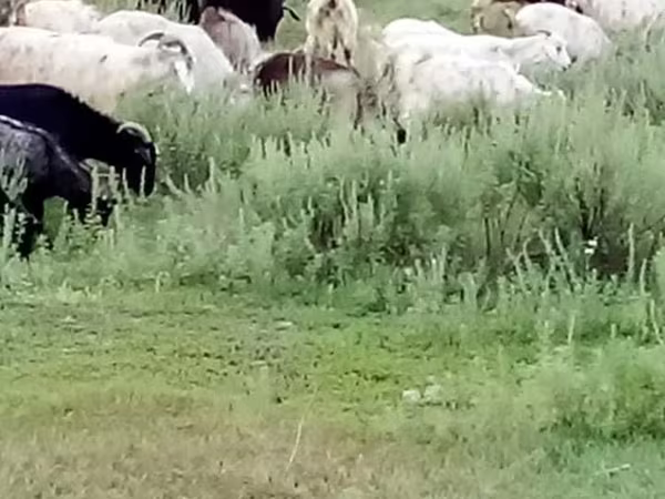 母山羊, Goats
