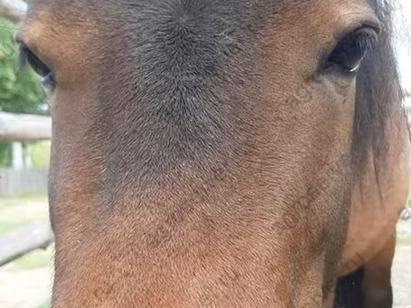 Stute, American shetland pony