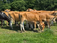 गाय, जर्सी नस्ल — फ़ोटो 6