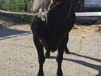 Cow, Holstein breed — photo 8