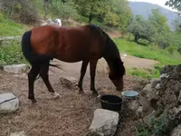 Caballo, Caballos — foto 2