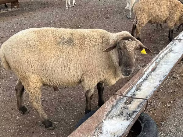 Carnero, Hampshire sheep