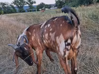 თხა, Nubian Goat — ფოტო 4