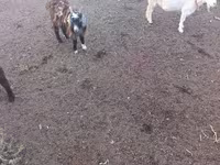 თხა, თხები — ფოტო 2