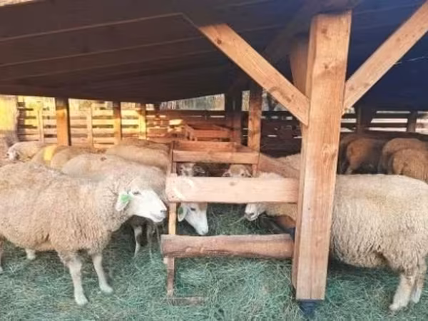 Ram, Sheep