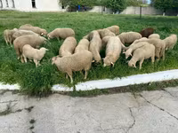نعجة, الأغنام — الصورة 5
