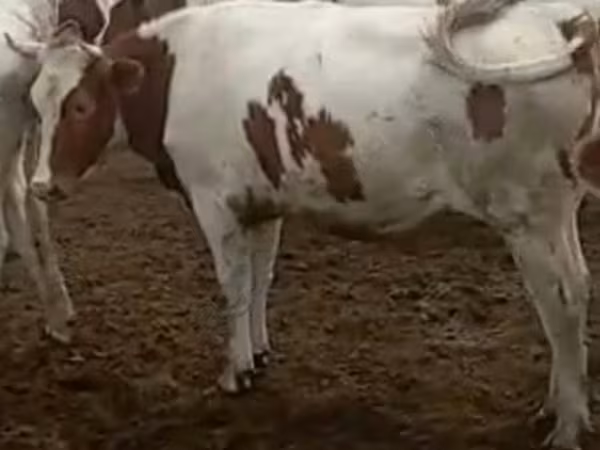 Vaca, Simmental cattle