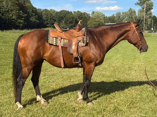 فرس, Quarter Horse