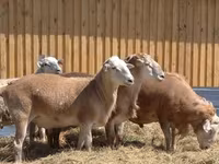 मेढ़ा, Hissar sheep — फ़ोटो 8