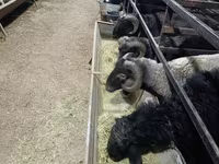 Ram, Sheep — photo 3