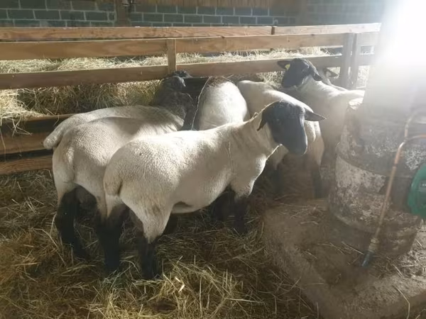 ცხვარი, Baerchuke sheep