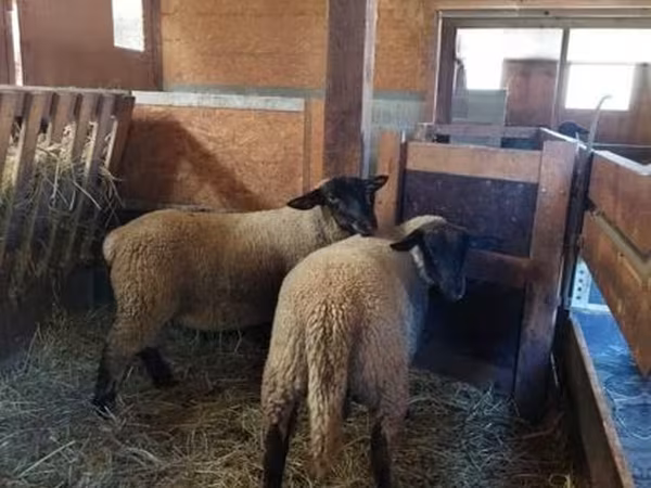 ცხვარი, Baerchuke sheep