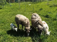 Ram, Edilbay sheep — photo 7