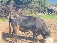 Toro, Ganado vacuno — foto 1